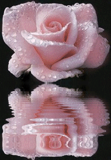 blume00165qa2.gif